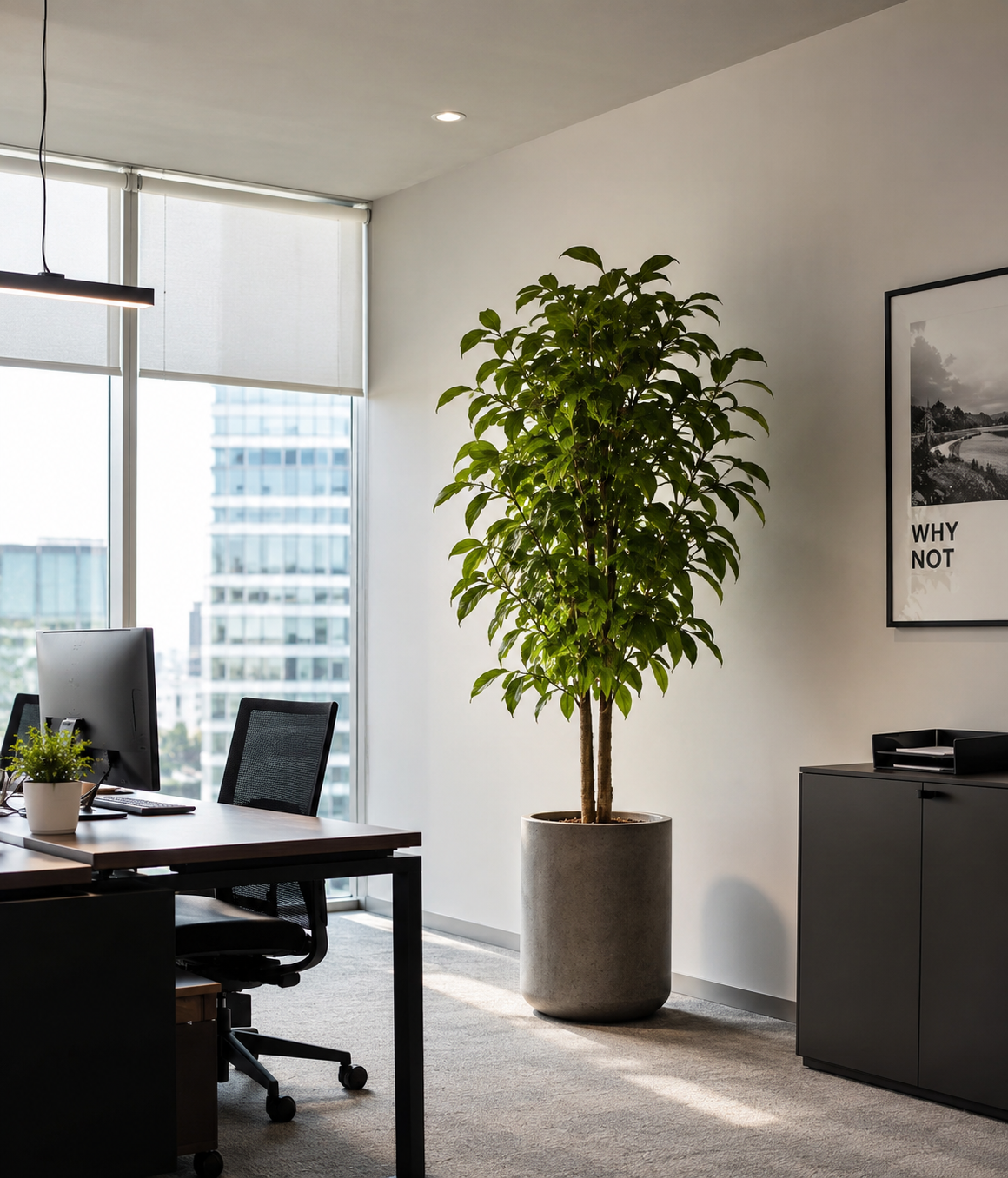 Office Plants