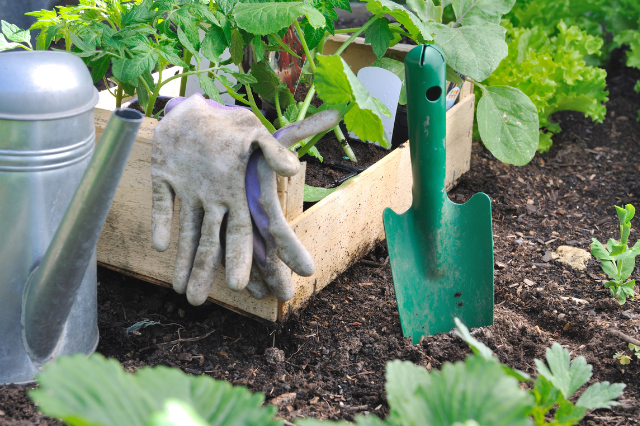 Plants Article Number Five 5